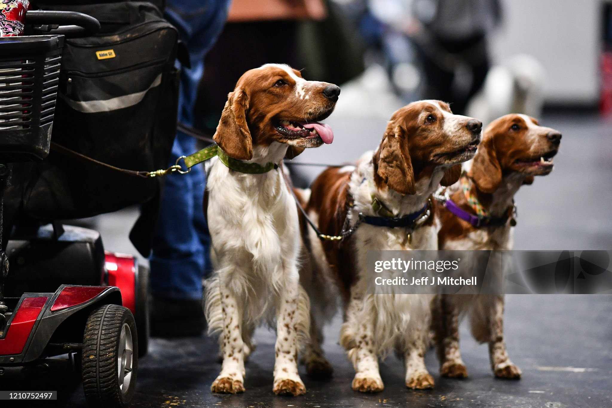 All 3 At Crufts 2020
