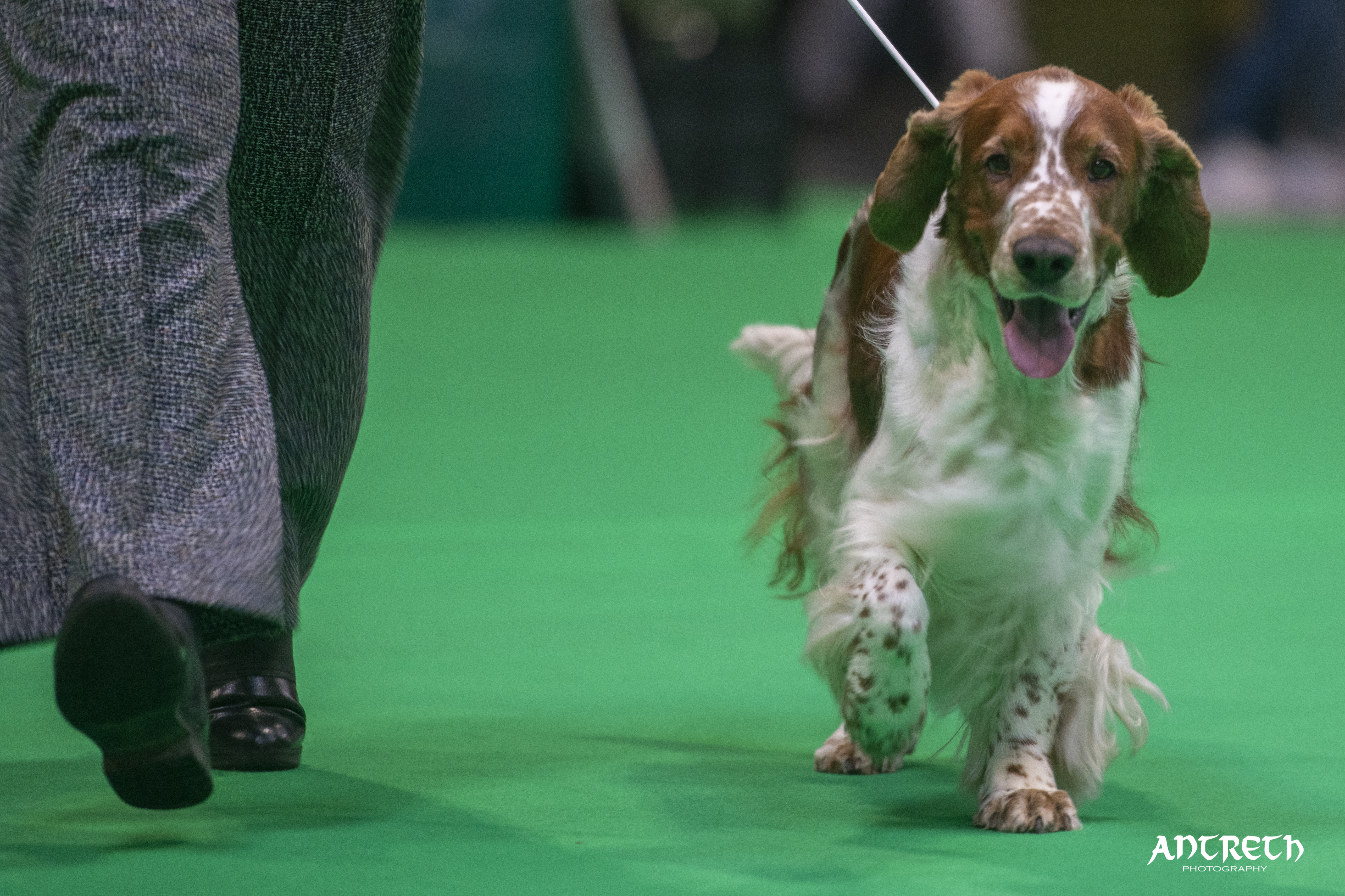 Bobby @ Crufts 2025