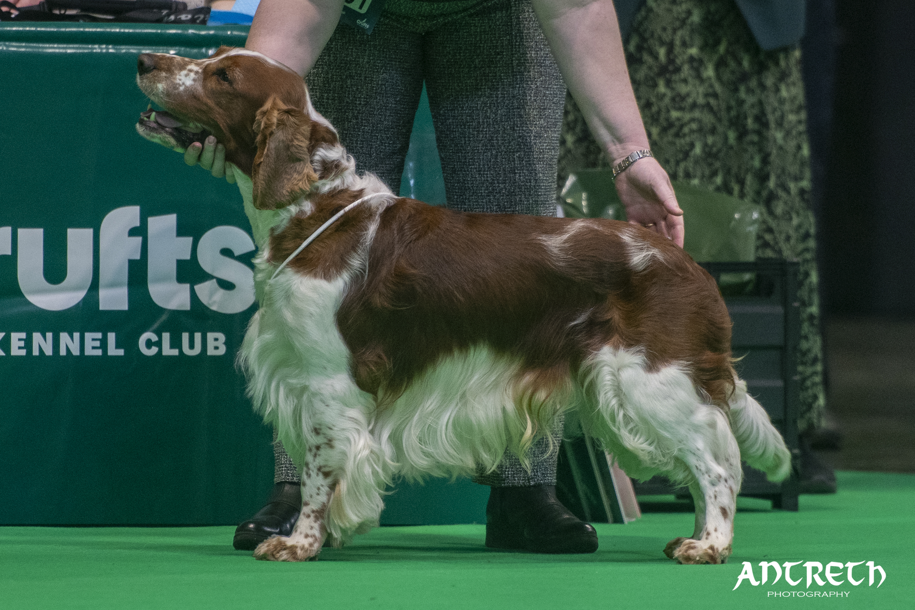 Bobby @ Crufts 2025