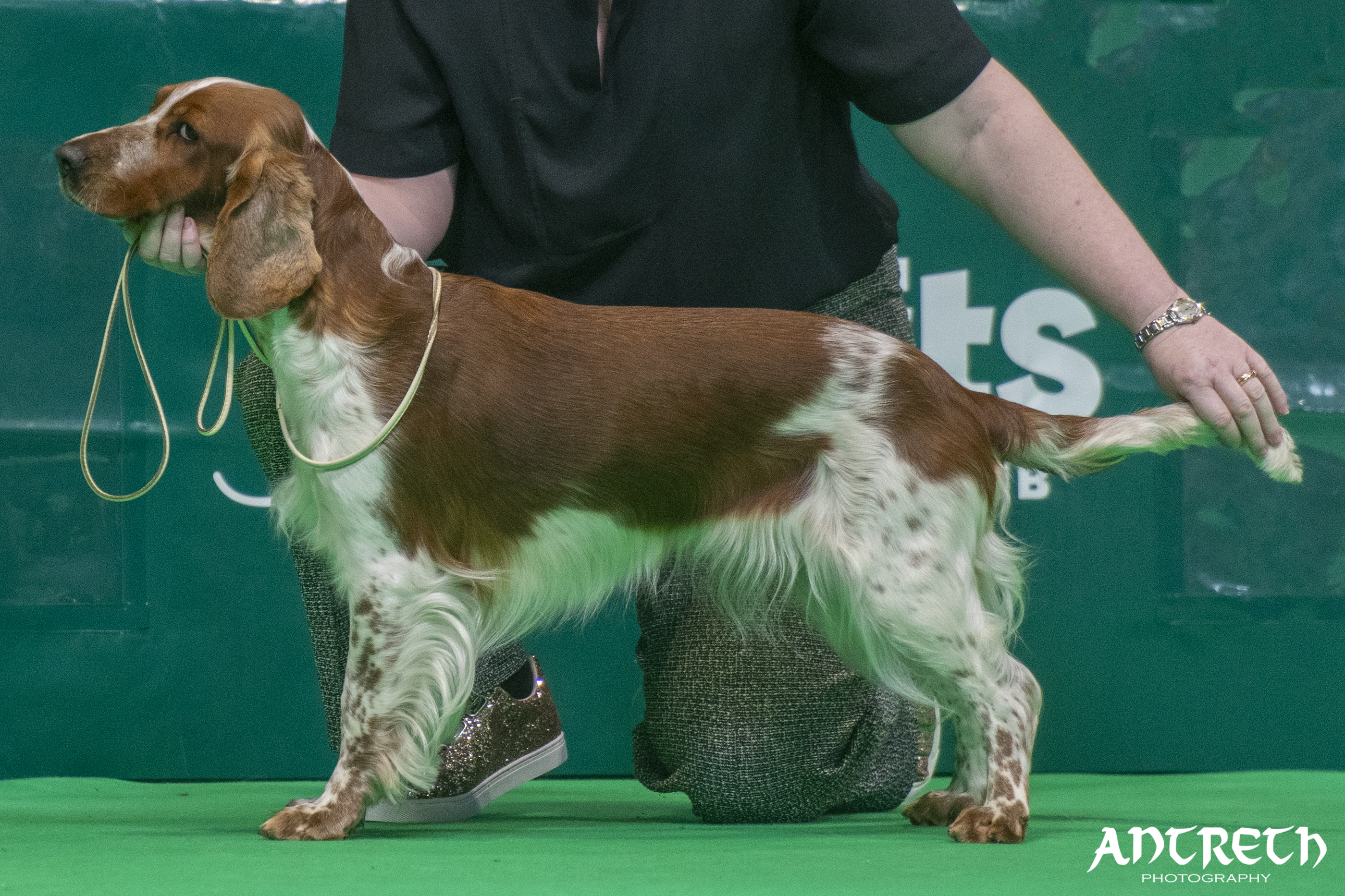 Cora @ Crufts 2025