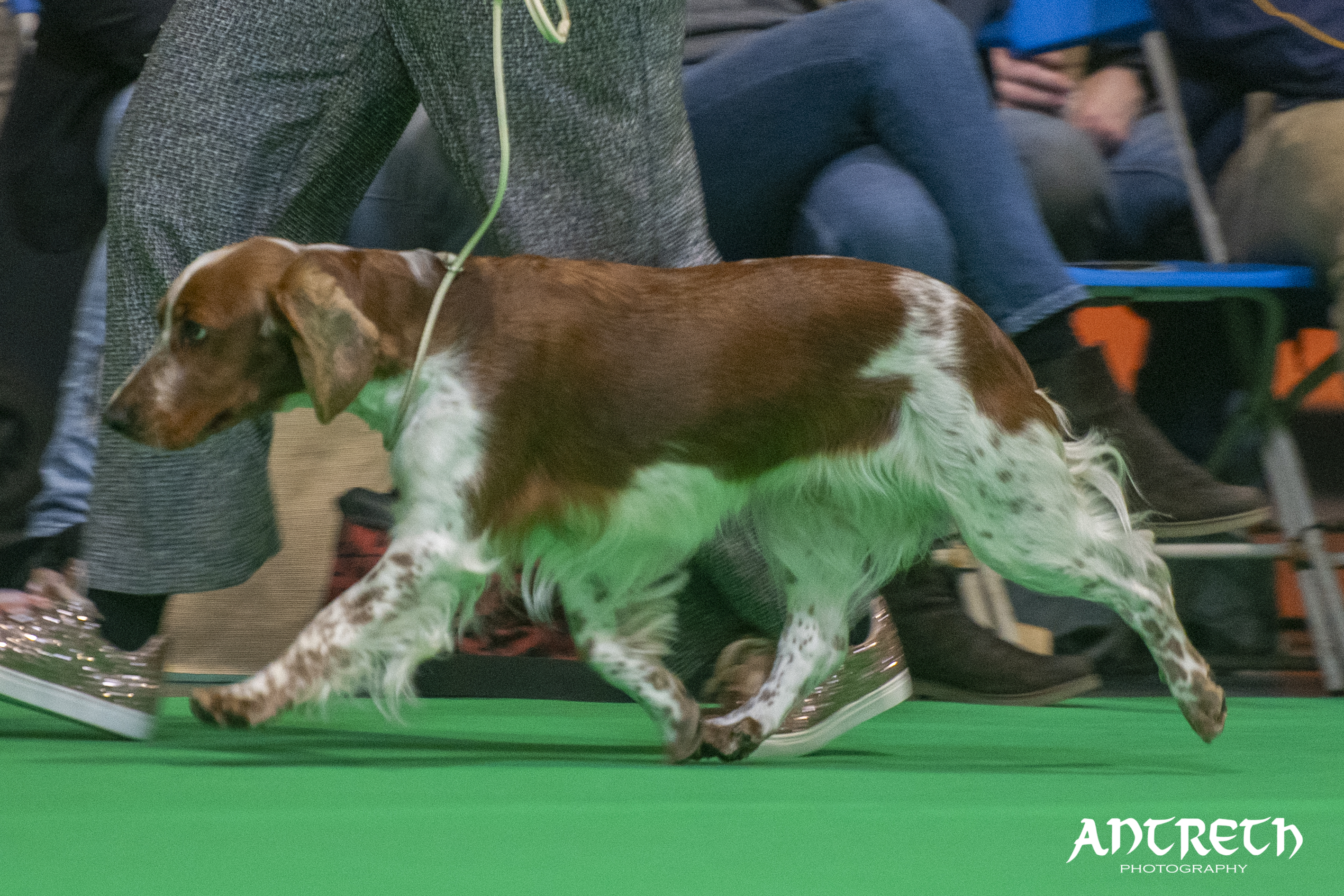 Cora @ Crufts 2025