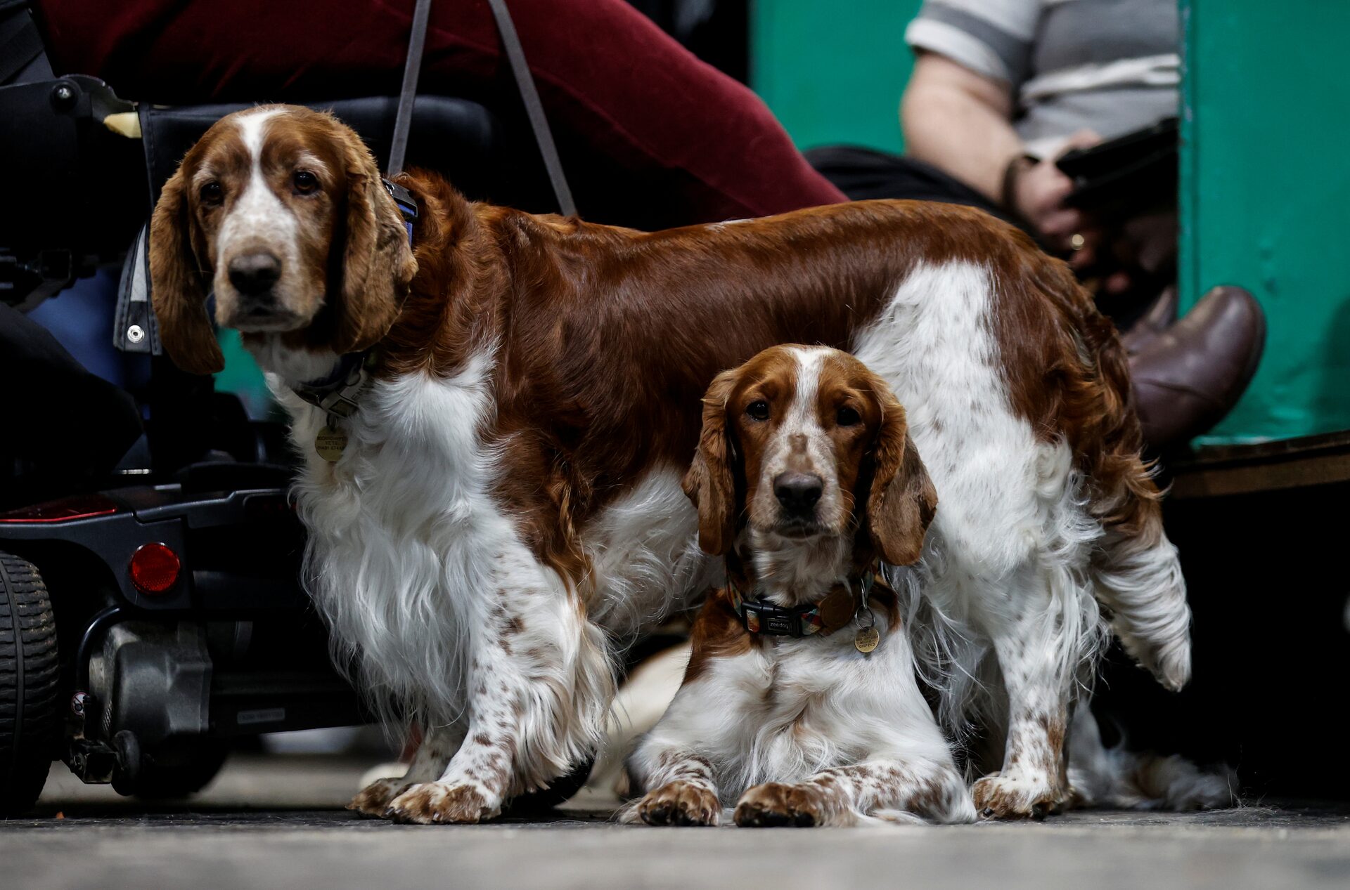 Sasha& Gina Crufts 2020